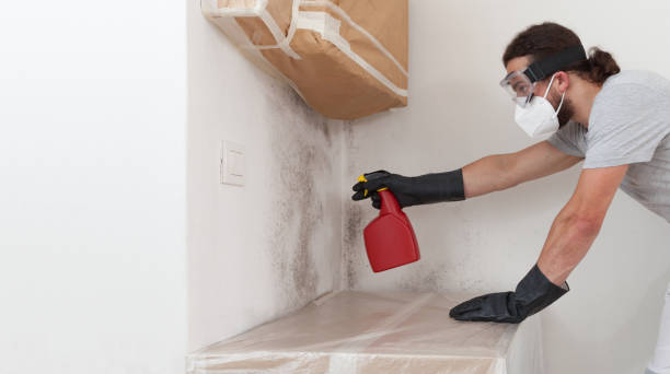 Professional Basement Mold Remediation technician working in Southborough, MA